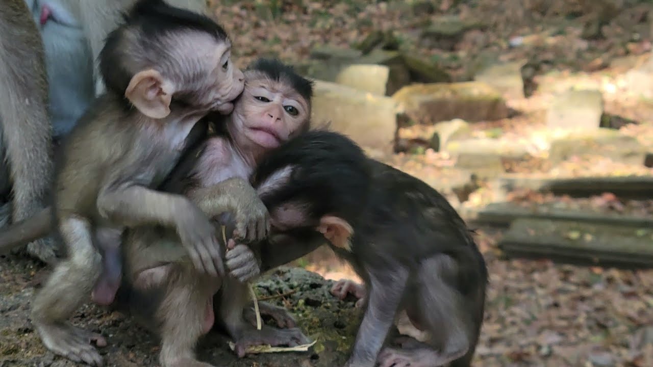 Wonderful Reaction and Cute, Beautiful Babies monkey play together around mom 💗🐵💛