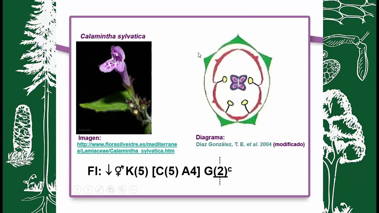 BOTÁNICA MORFOLÓGICA (FLOR) FORMULA Y DIAGRAMA FLORAL