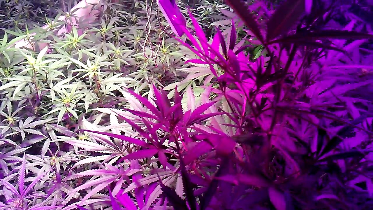 10 days into flower. 7gal fabric pots. Various Strains