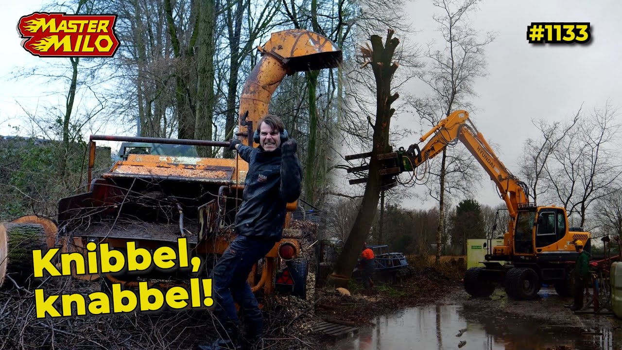 Dikke bomen omzagen! #1133