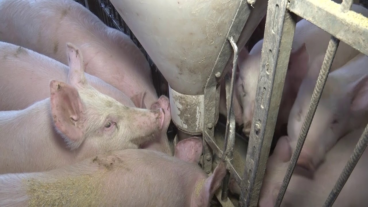 Farma svinja - Bapsko Polje