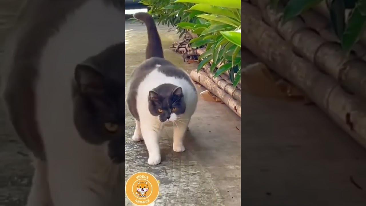 kucing gemuk lucu 