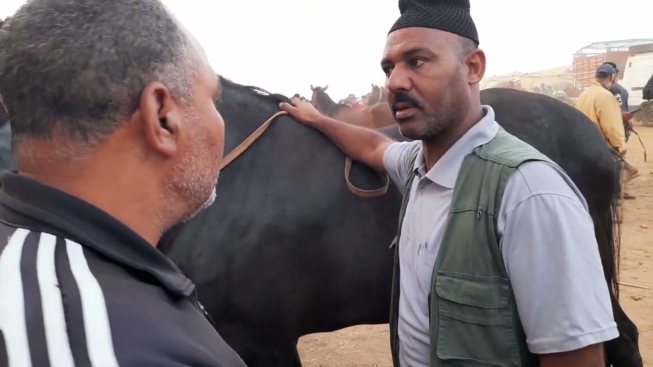 سوق الخميس سلا سوق ليوما شاعل كاين تمان العربي طويبة شرا 3 ديال الخيل أوباعهم فسوق