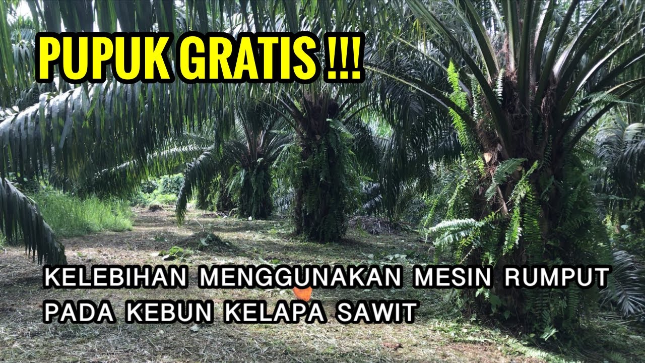 PETANI CERDAS WAJIB TAHU! Mesin Rumput vs Herbisida, Mana yang Lebih Bagus untuk Kebun Sawit?