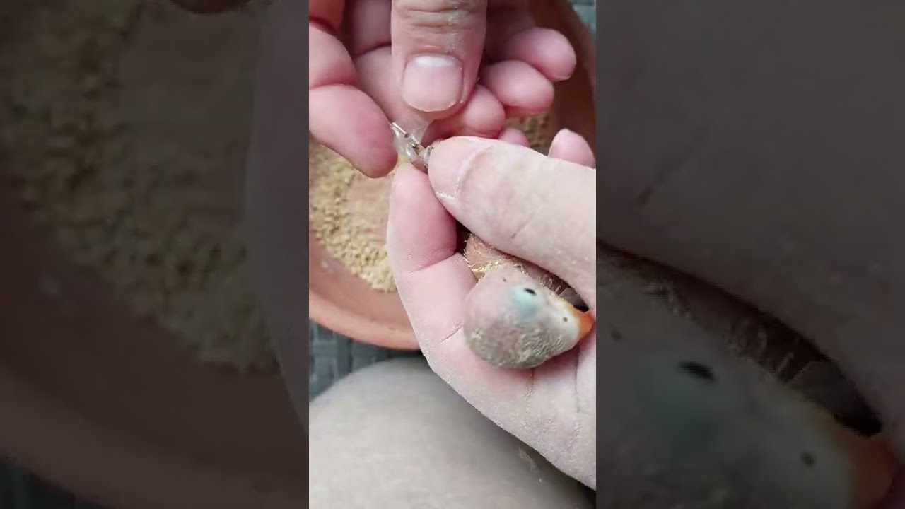 Splayed Leg: African Lovebird Offspring