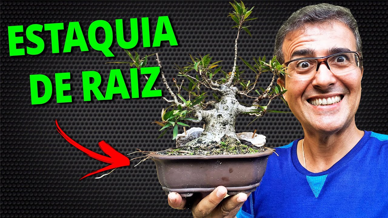ESTAQUIA DE RAIZ - O Segundo Passo!!!