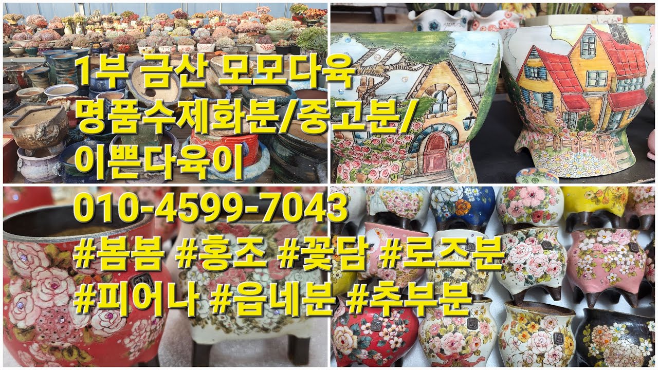 1부 금산 모모다육 명품수제화분/중고분/이쁜다육이010-4599-7043 #봄봄 #홍조 #꽃담 #로즈분 #피어나 #읍네분 #추부분