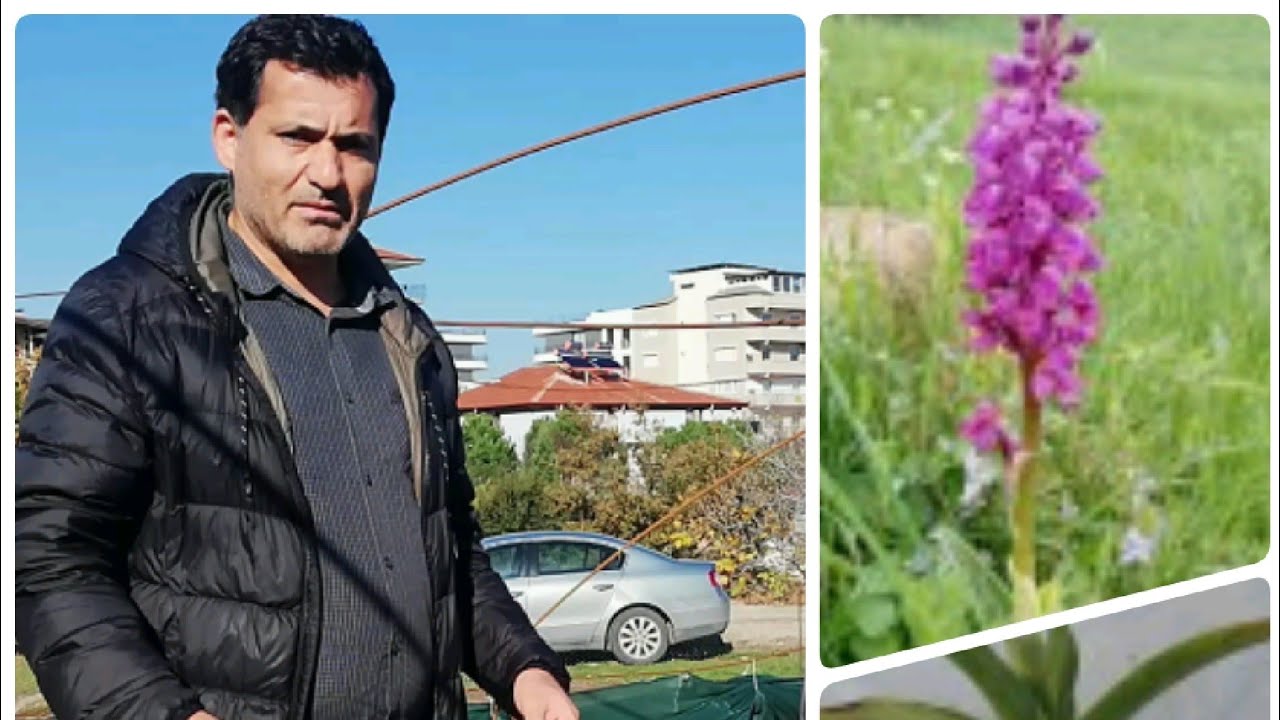 Tüm İncelikleriyle Salep Yetiştiriciliği - En Kârlı Tarım Ürünleri  -  Salep Cultivation