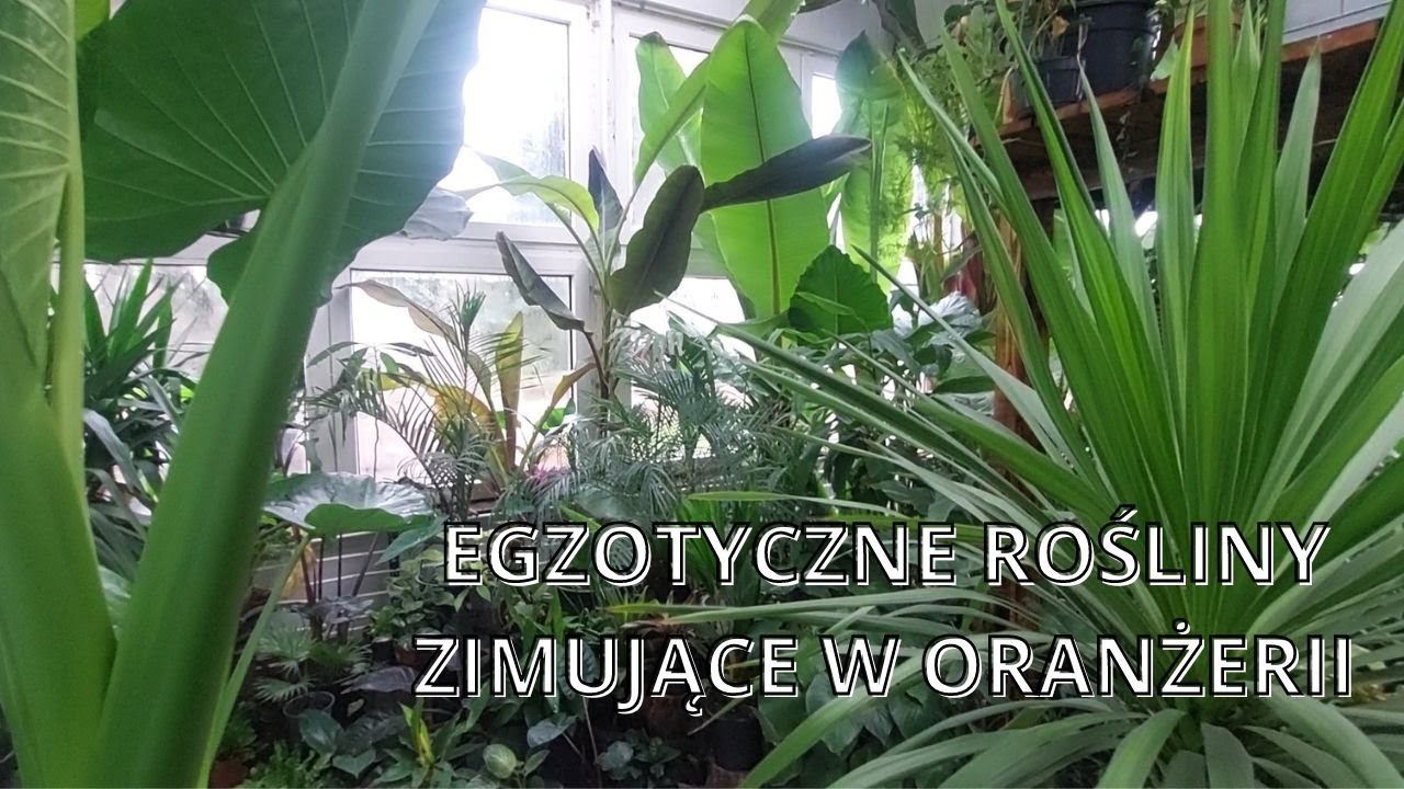 Rośliny egzotyczne  zimujące w oranżerii. Podlewanie, nawożenie i kondycja roślin na początku roku