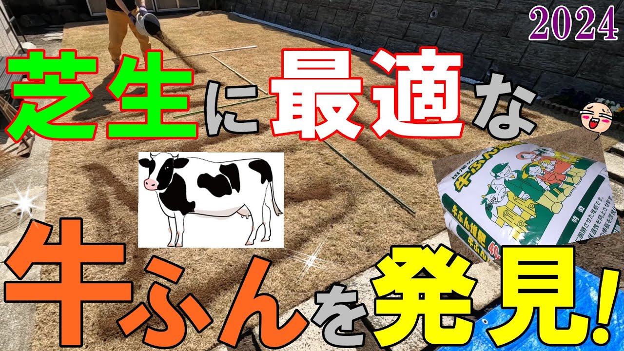 【春の芝生に大切な作業】牛ふんの力で 芝生の土をフカフカにする😁！こんな使いやすい ”牛ふん堆肥” があるなんて知らなかった！ [2024#04]