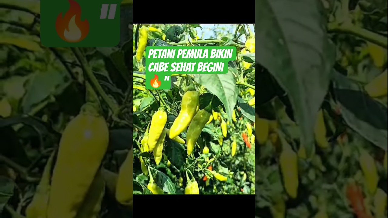 Campuran Obat Ini Bikin Cabe Kaliber Langsung Sehat! 🌶️ | Petani Pemula Coba Sendiri! #petanipemula