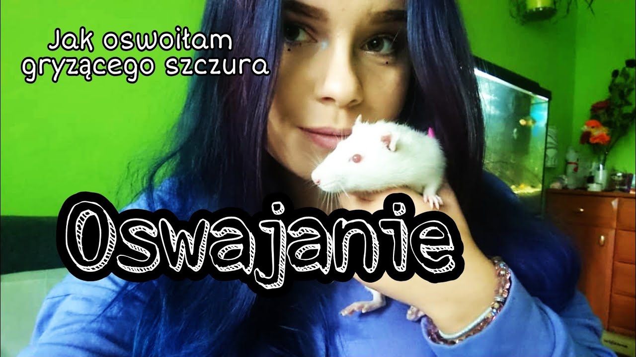 Jak oswoić szczury nawet te problematyczne