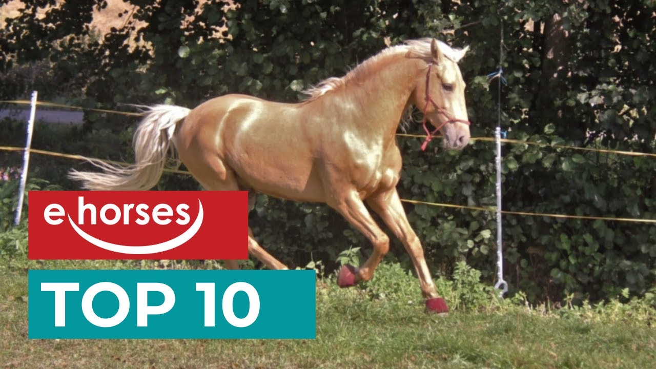 Top 10 Lusitanos Horses