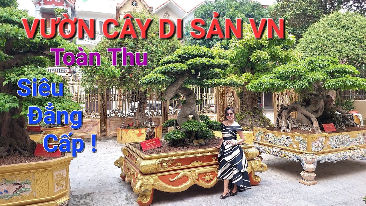 ĐẸP KHÔNG TƯỞNG vườn cây DI SẢN VIỆT NAM của NV TOÀN ĐÔ LA TP Việt Trì - Phú Thọ ( phần 1 ).