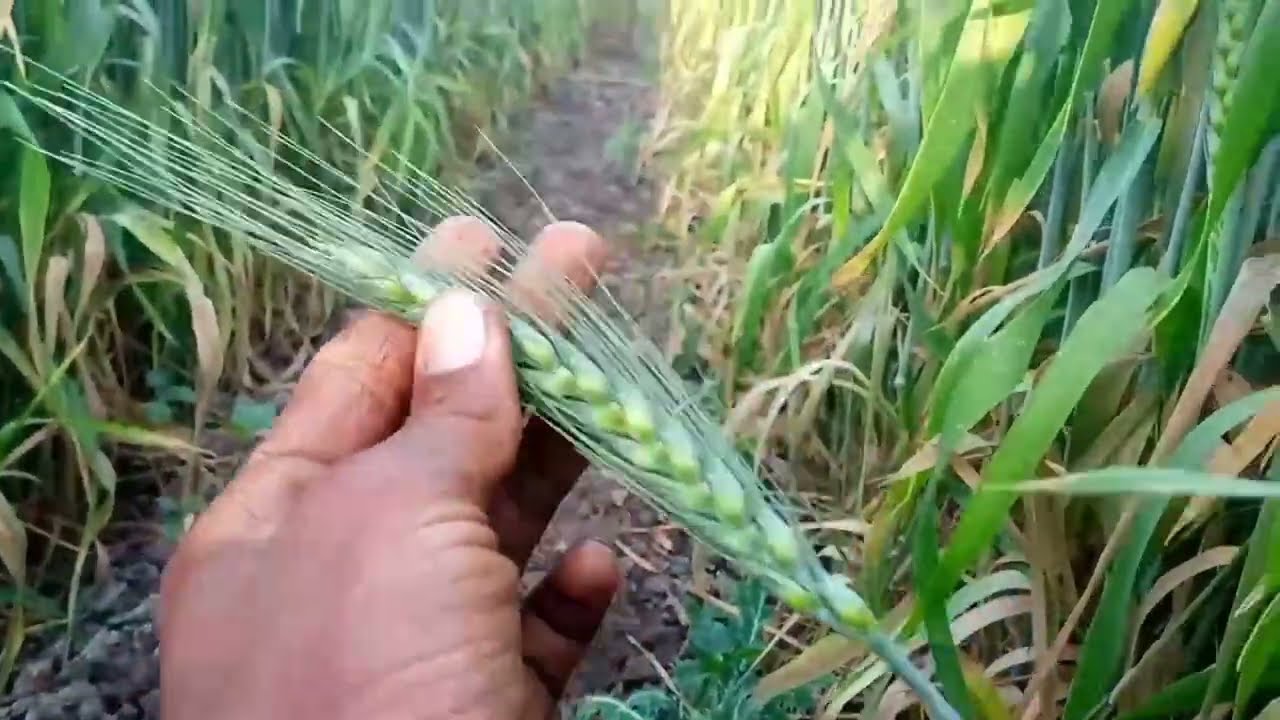 गेहुं कि फसल उत्पादन😃 Dalpat Shingh Ganava Vlogs 