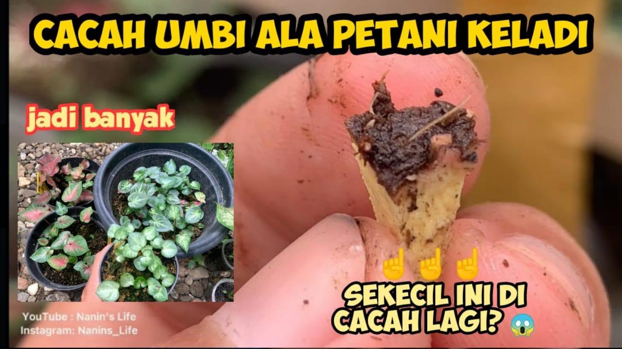 MENYESAL...Baru Tau Cacah Umbi Seperti Ini, Ternyata Jadi Banyak Banget 😱😱