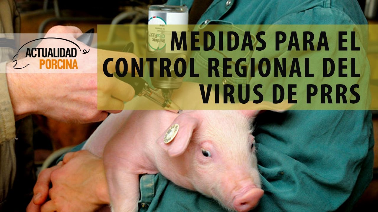 Medidas para el control del virus de PRRS a nivel regional