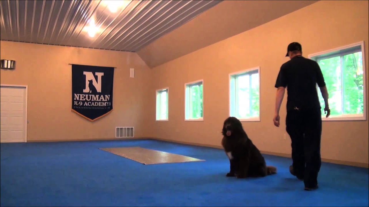 Maggie (Chocolate Newfoundland) Boot Camp Dog Training