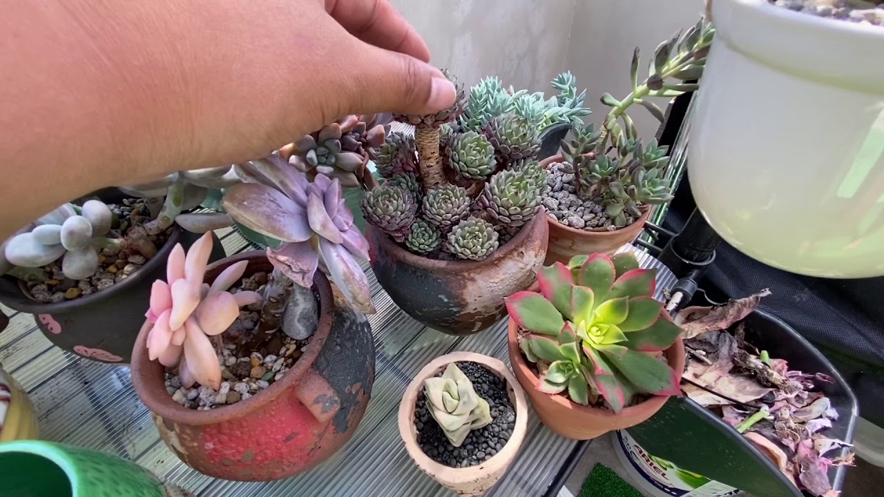 Let's talk about Sunlight Exposure (Philippines)