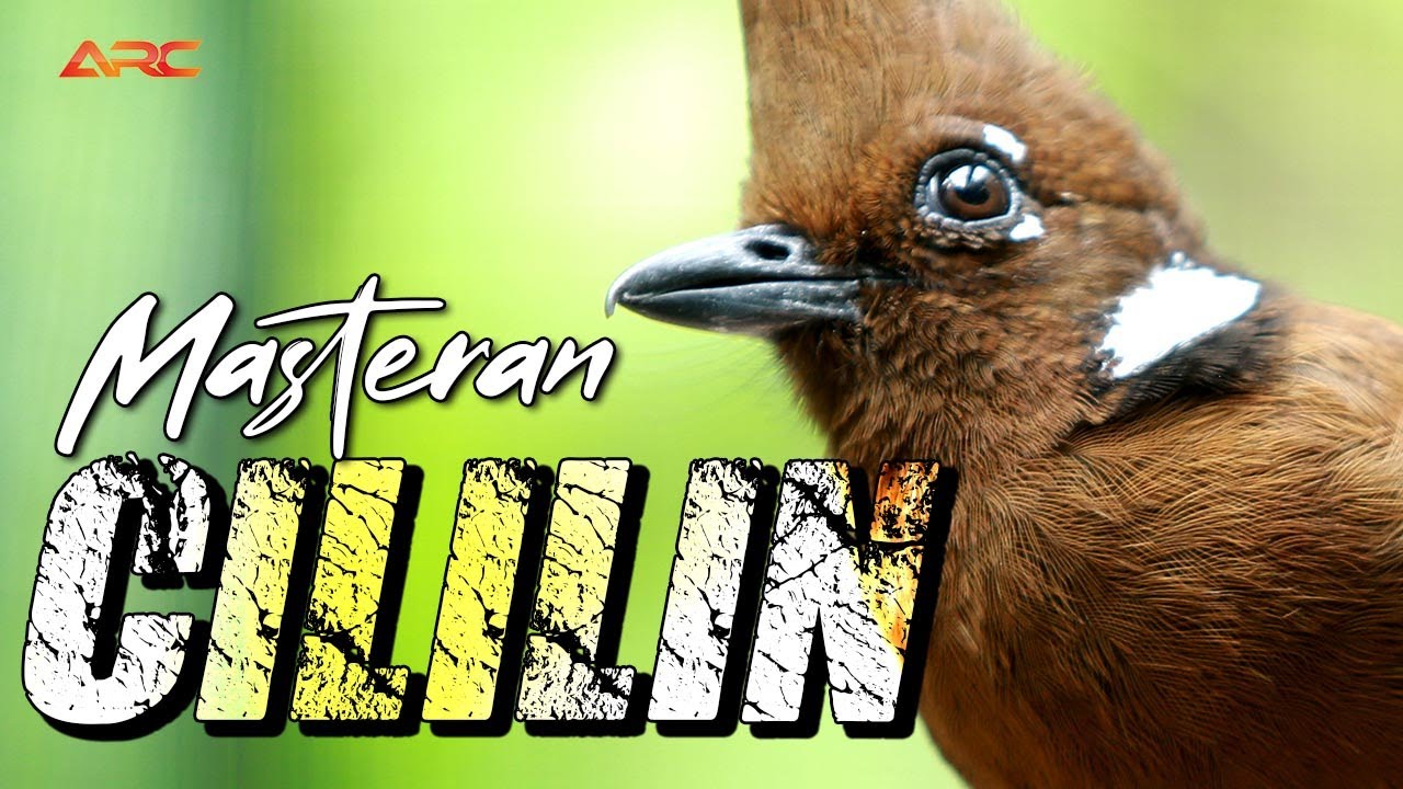 MASTERAN CILILIN GACOR | MASTERAN WAJIB BUAT BURUNG BERKICAU