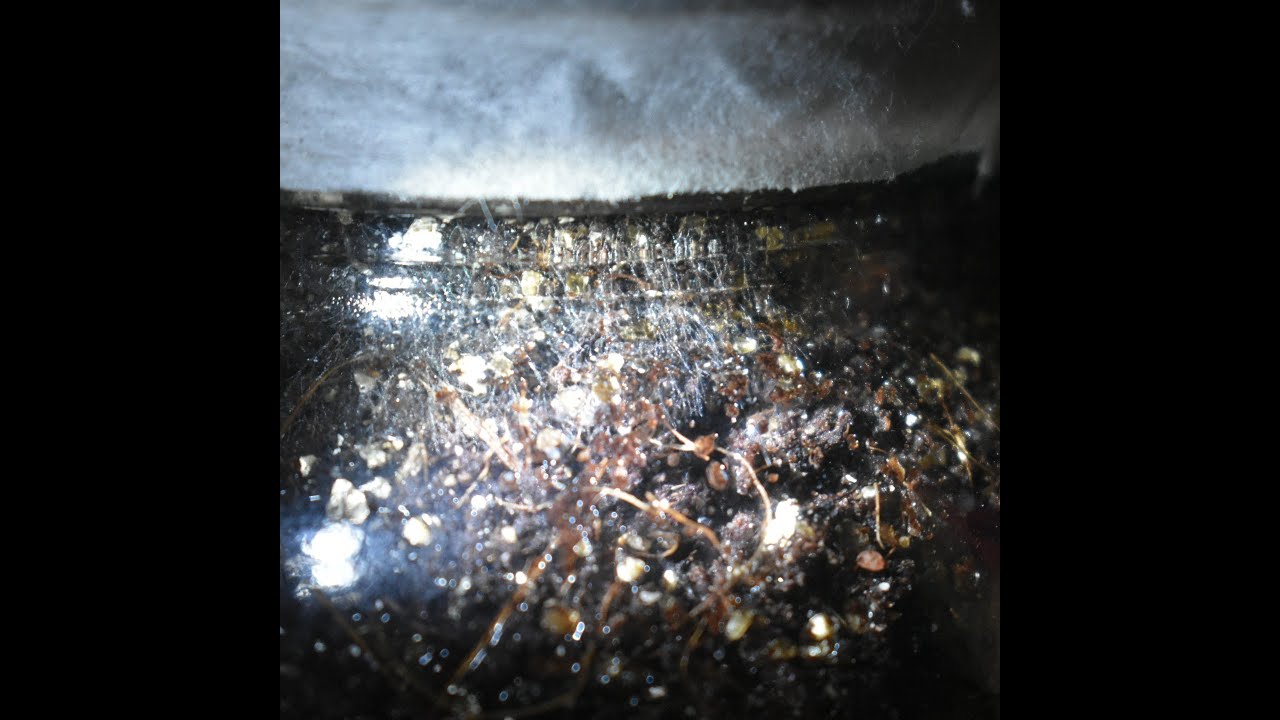 Morel Mycelium Jar Experiment Progress (Morchella Importuna)