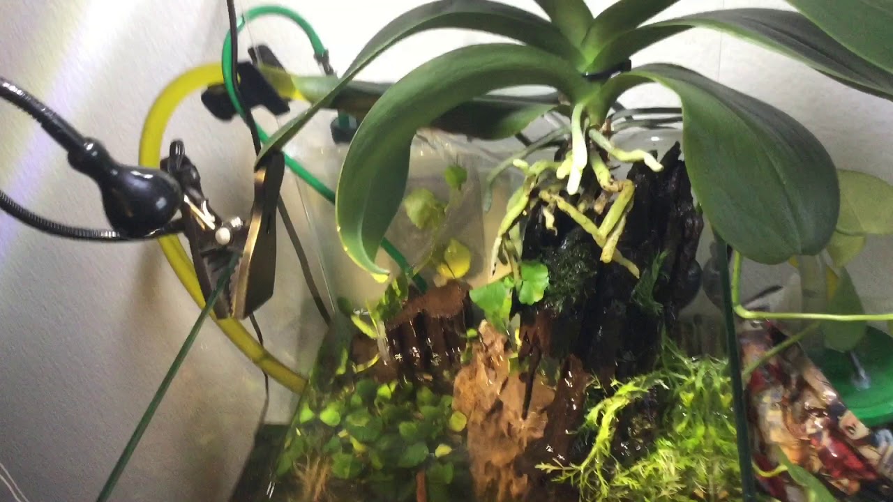 Acuario de 30 litros convertido en paludario con filtro externo casero