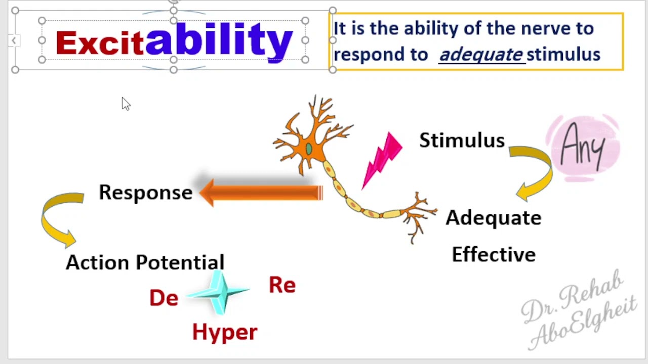 Action Potential Part 1 Directions