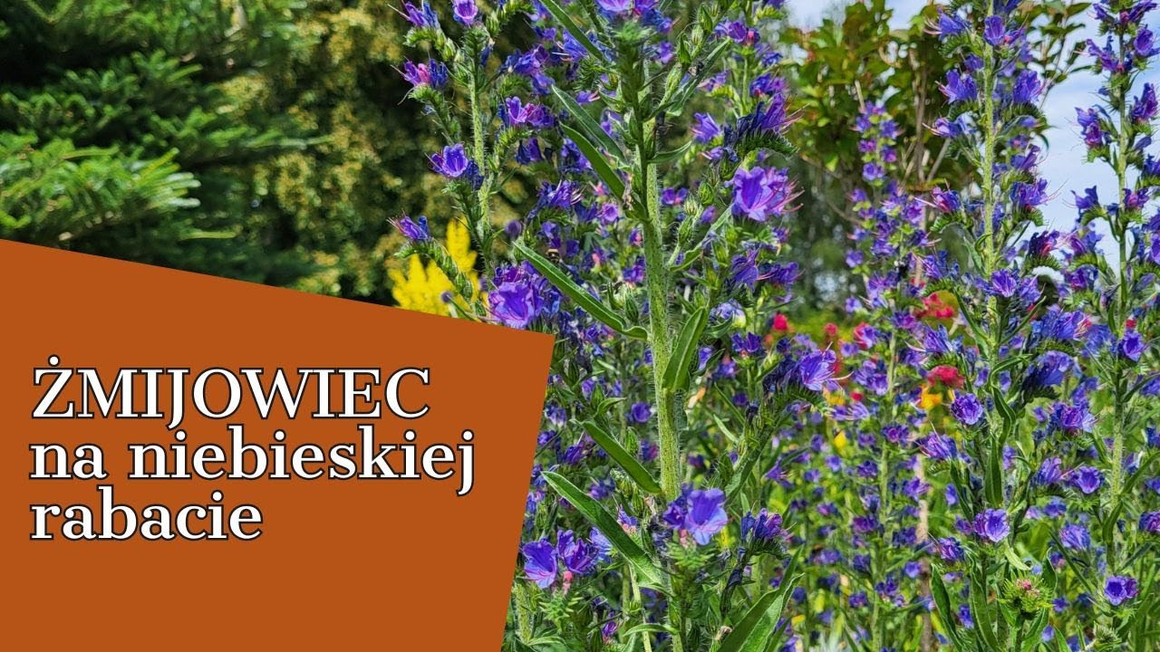 ŻMIJOWIEC na niebieskiej rabacie 🐝🐝🐝moje roślinne nowości