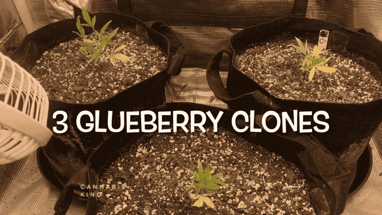 Cannabis grow room setup