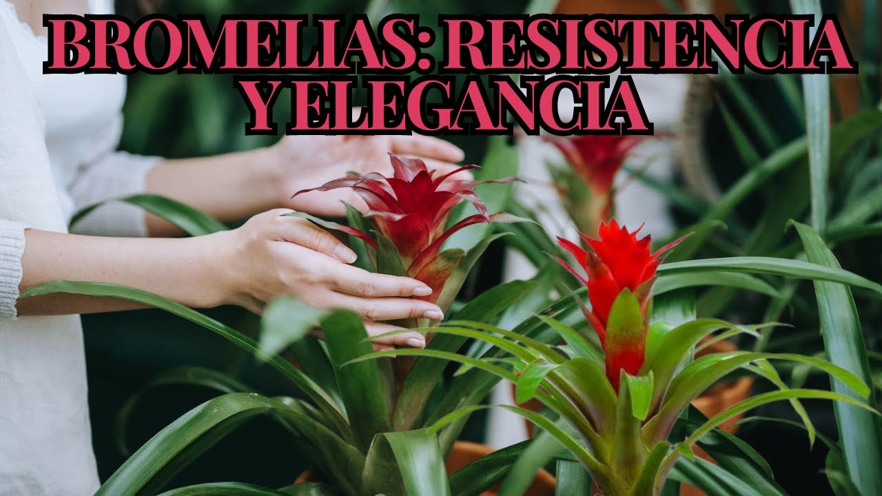 🌿🌹😃 Bromelias: Resistencia y Elegancia #Beriflor