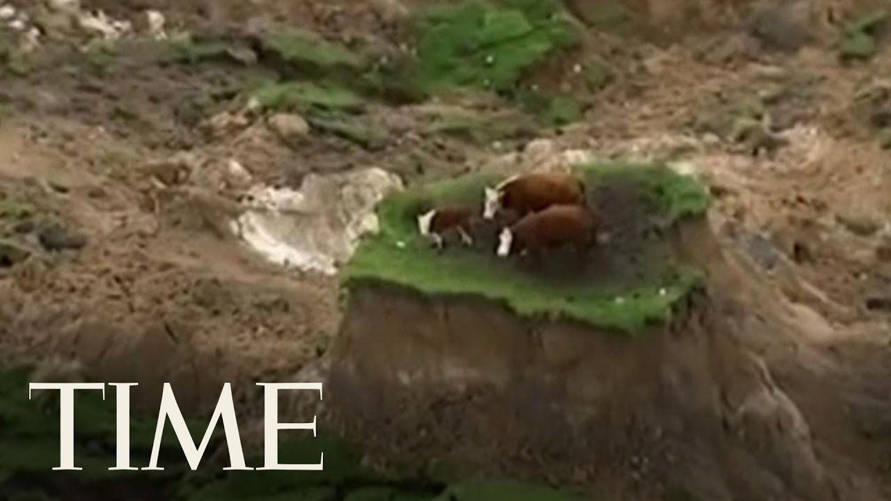 New Zealand Earthquake: 3 Cows Stranded On Tiny Patch Of Land After Destruction  | TIME