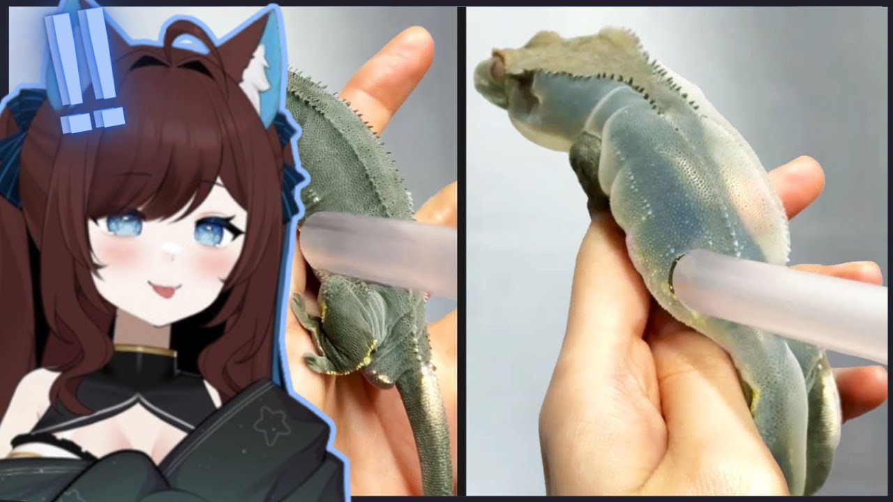 Gloinked Pinebaby reacts to They Overinflated a Lizard || Daily Dose of Internet Reaction