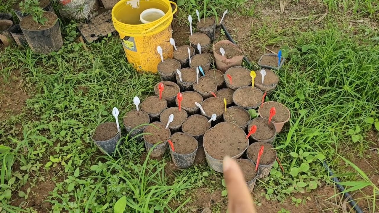 ▶️ PLANTAÇÃO NO MÊS DE DEZEMBRO: BATATA-DOCE, MILHO e muito mais ✨️❤️