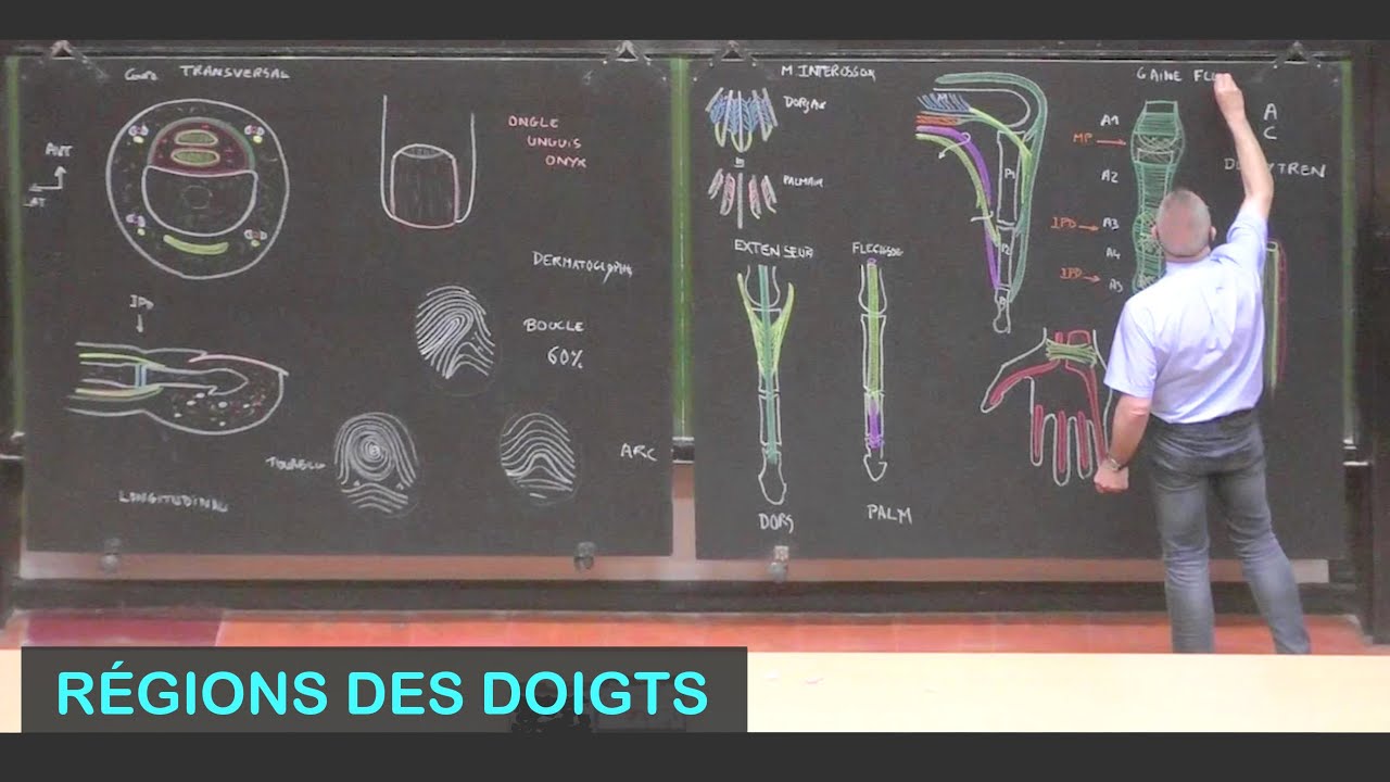 Anatomie des régions des doigts (Membre supérieur 17)