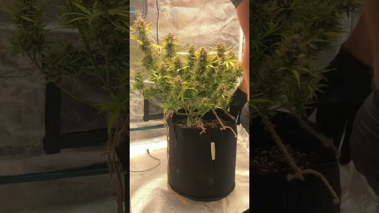Teilernte bei Autoflower &ndash; Mehr Ertrag & bessere Qualit&auml;t! So geht&rsquo;s richtig!
