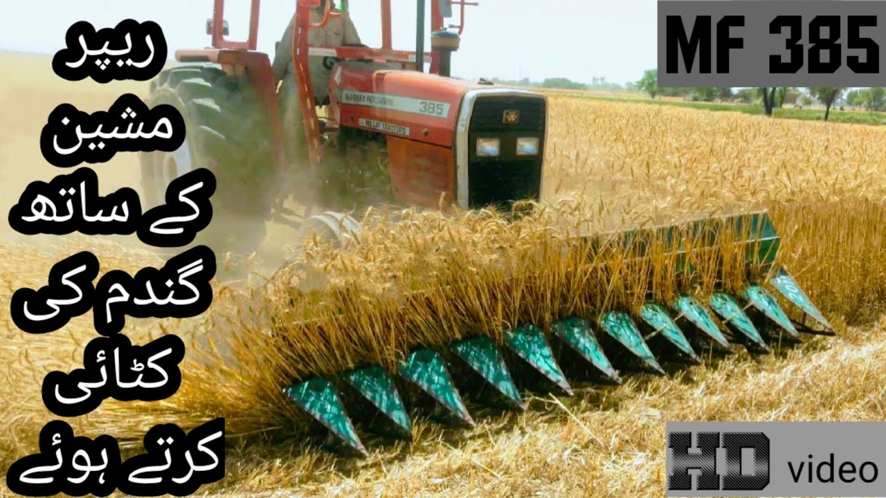 Reaper machine cutting wheat with  Mf 385 | Gandum ki katai ho rahi hy reaper k sath