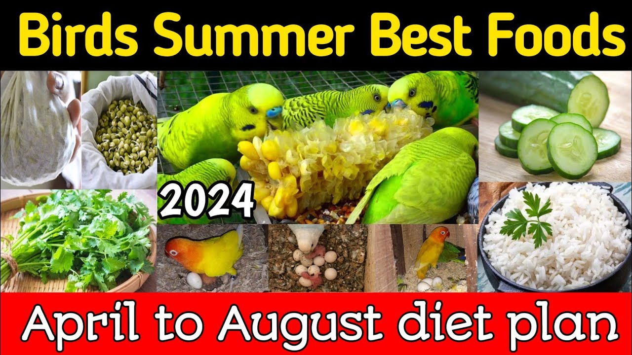 Budgies lovebirds summer foods | March to August diet plan for all birds | Summer softfoods
