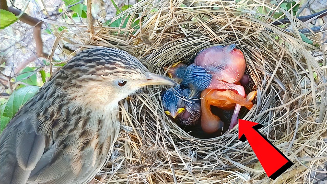Cuckoo Baby is throwing out the Common babbler  baby, mother is watching. @beautyofnature4988 