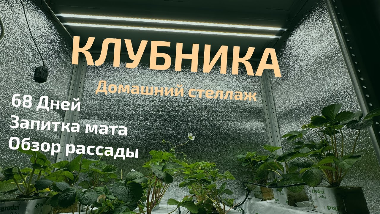Домашний Стеллаж с Клубникой Из Семян 68 день - Капельный полив Маты Grodan Обзор субстратов