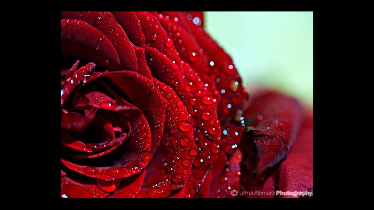 بعد روحي - غسان الشامي