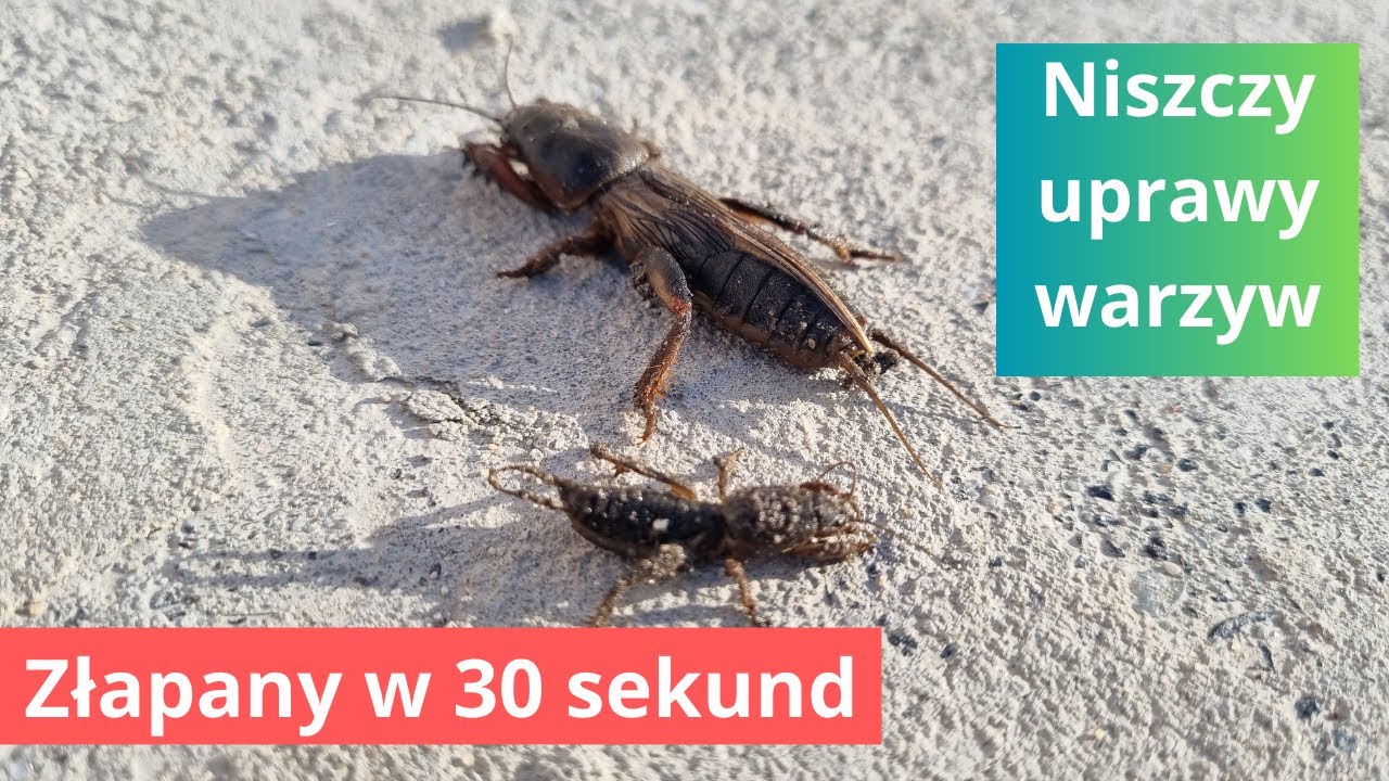 Szkodnik zagrażający naszym uprawom.  Działaj już dziś