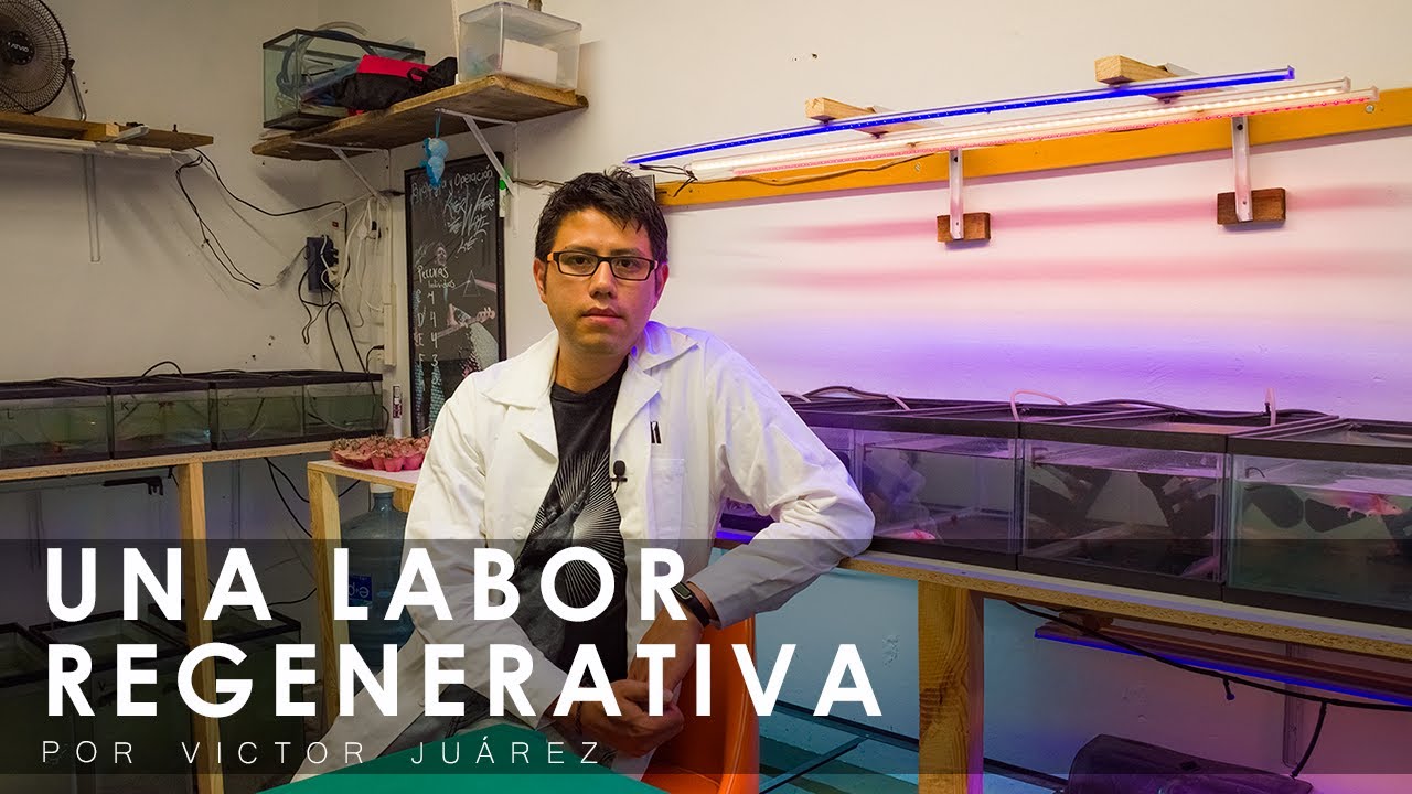Una labor regenerativa por Victor Juárez / PYMVS Ajolotario Xochimilco