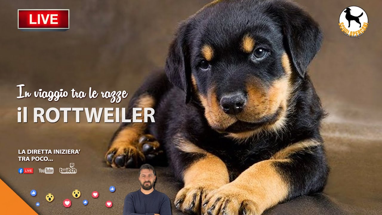 IL ROTTWEILER