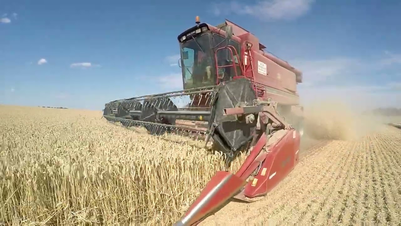 CASE IH  axial 1680 / 1056 XL  moisson du blé dans la Marne