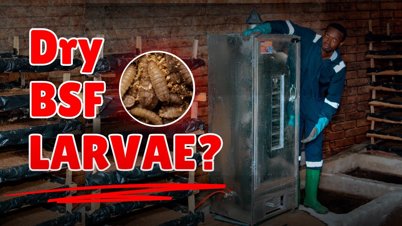 Dry Your BSF Larvae the Right Way – No Smell, No Mould