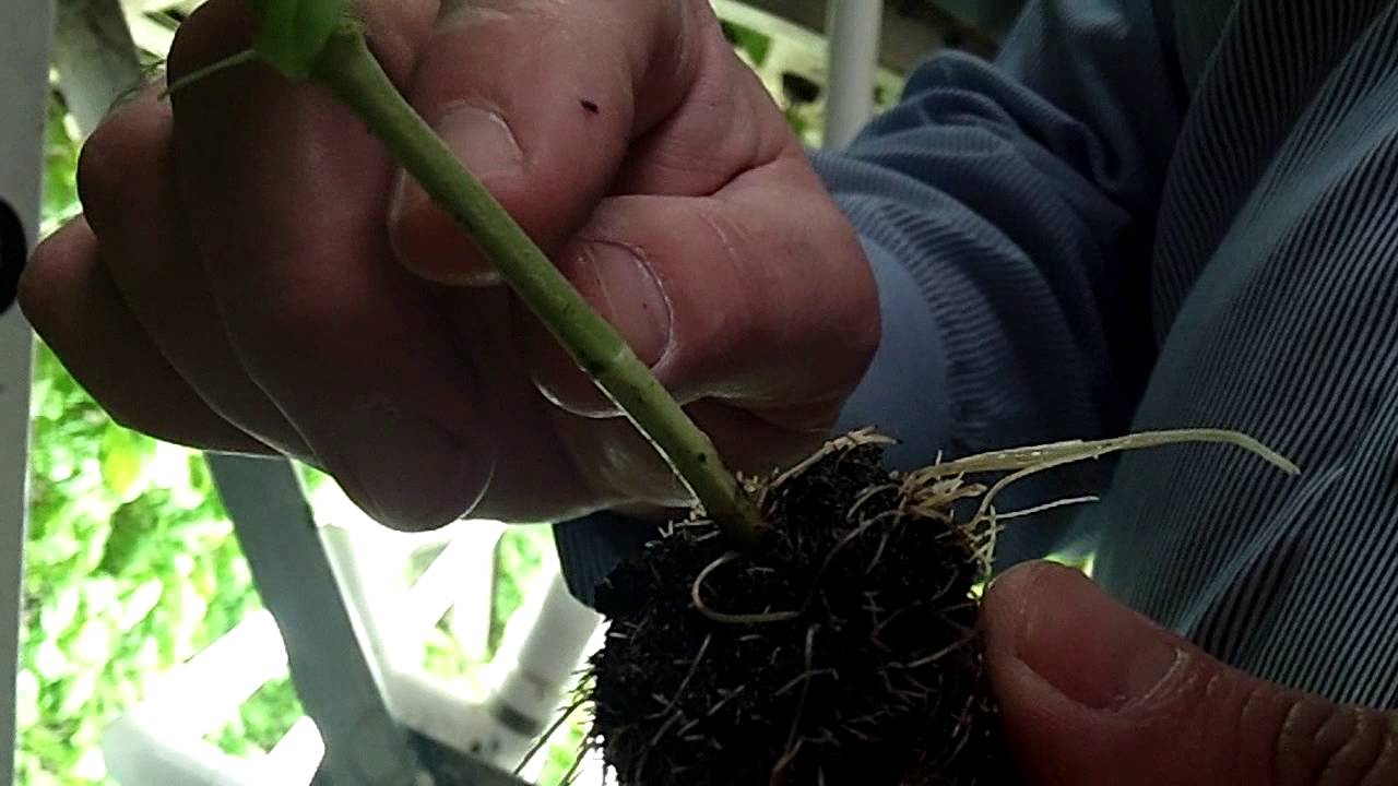 Urban aquaponics farm uses fish to help plants, or plants to help fish?