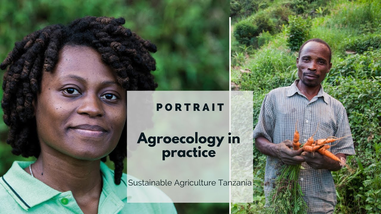 Agroecology implemented in farming by Sustainable Agriculture Tanzania