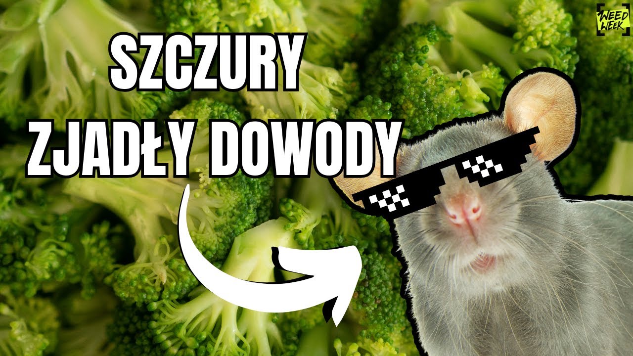 SZCZURY ZJADŁY 600 KG ZIOŁA, A NIEMCY LEGALIZUJĄ! ODC. 1 | WEEDWEEK