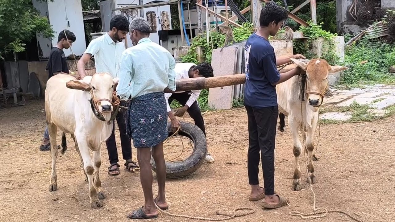 Ongole Bulls Thatimakulapalle kanasani Chandramohan Reddy #youtubeshorts#videos