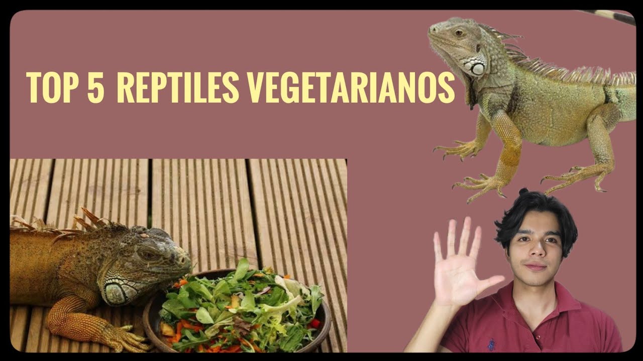 Top 5 reptiles vegetarianos